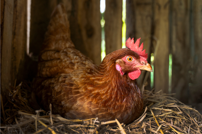 Fin a antibióticos para animales.