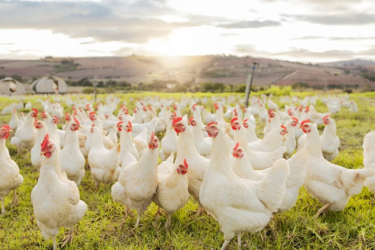 Manejo del pollo de engorde en galpones abiertos